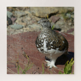 Puzzle Ptarmigan de cola blanca - 676 pieza