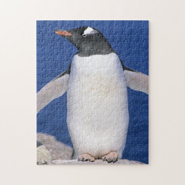 Puzzle Puerto del pingüino de Gentoo (Pygoscelis papua) (Vertical)