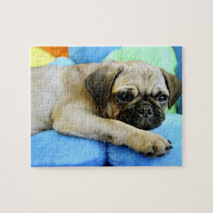 Puzzle Pug tendido sobre almohadas