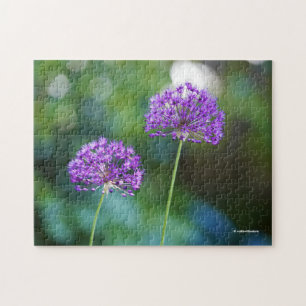 Puzzle Purple Allium Giganteum Giant Onion Flowers