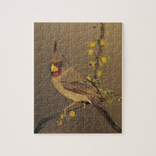 Puzzle Pyrrhuloxia, Cardinalis sinuatus