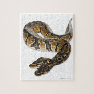Puzzle Python Royal o Ball Python de dos cabezas
