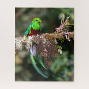 Puzzle Quetzal Resplandeciente en el Bosque Nuboso