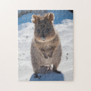 Puzzle Quokka en la playa, 252 piezas