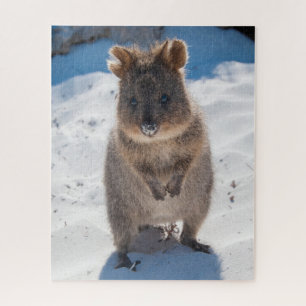 Puzzle Quokka en la playa, 520 piezas