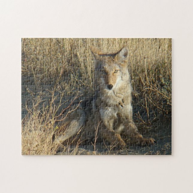 Puzzle R15 Coyote Acostado (Horizontal)