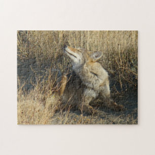 Puzzle R17 Coyote Rascando