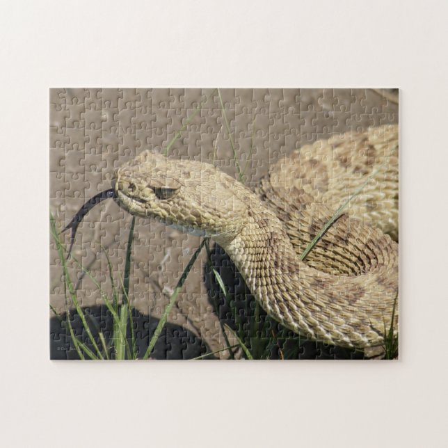 Puzzle R8 Prairie Rattlesnake Head Shot (Horizontal)