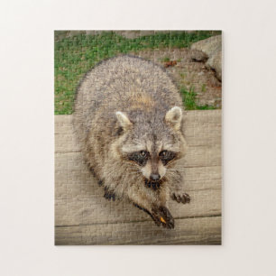 Puzzle Raccoon con un chip