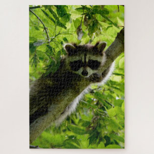 Puzzle Raccoon en el mapache gris mate de árbol verde