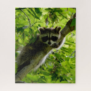 Puzzle Raccoon en el mapache gris mate de árbol verde