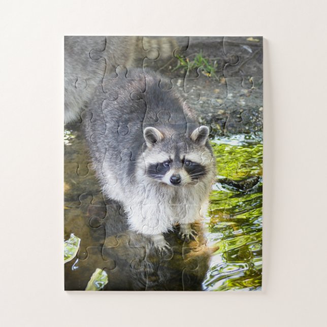 Puzzle Raccoon nadando en el río (Vertical)