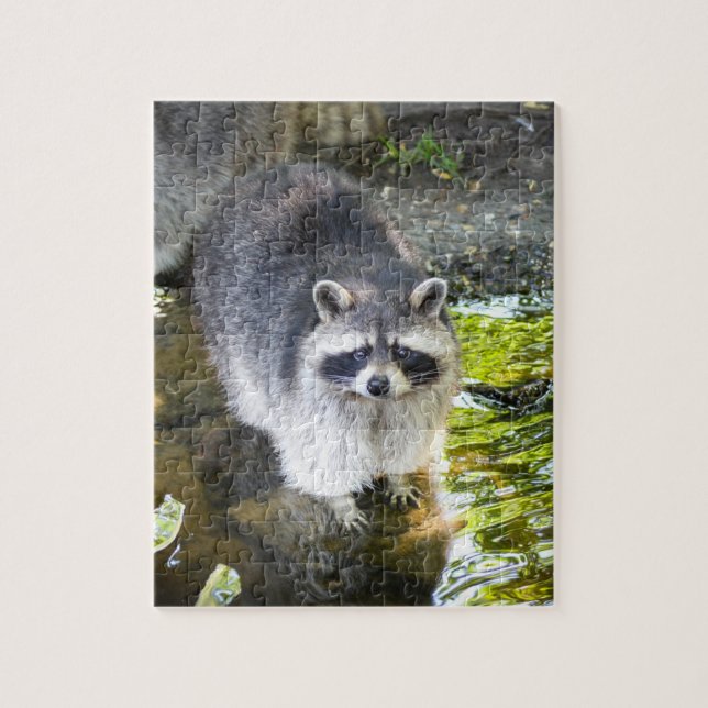 Puzzle Raccoon nadando en el río (Vertical)
