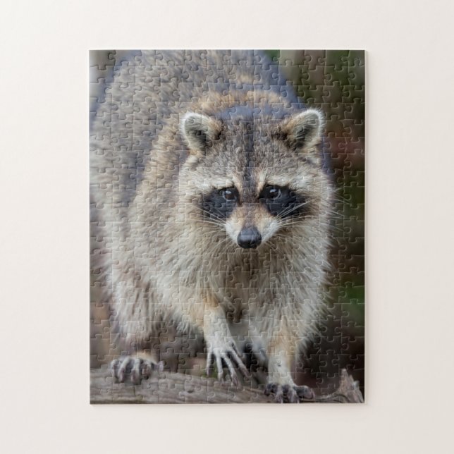 Puzzle Raccoon, Procyon lotor, Florida, Estados Unidos 2 (Vertical)