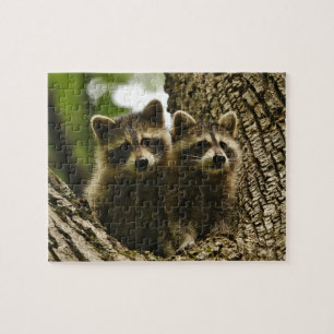 Puzzle Raccoons de bebé