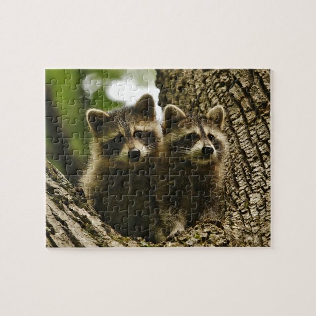 Puzzle Raccoons de bebé (Horizontal)