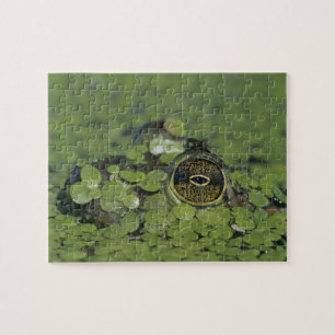 Puzzle Rana catesbeiana, adulta en algas de pato