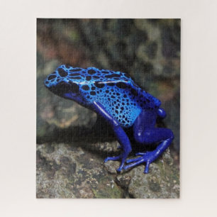 Puzzle Rana de envenenamiento azul, Rana azul brillante