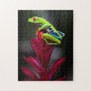 Puzzle Rana de ojos rojos
