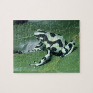 Puzzle Rana venenosa, (Dendrobates auratus) Cahuita