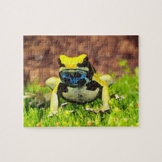Puzzle Rana venenosa tinctoria, Dendrobates tinctorius, (Horizontal)