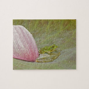 Puzzle Rana y pétalo de flor de loto, China,
