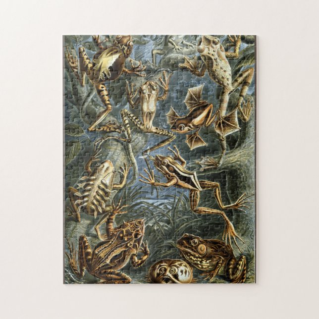 Puzzle Rana y sapo Ernst Haeckel (Vertical)