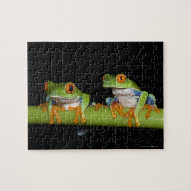 Puzzle Ranas de árbol de ojos rojos (calidryas agalychnis (Horizontal)