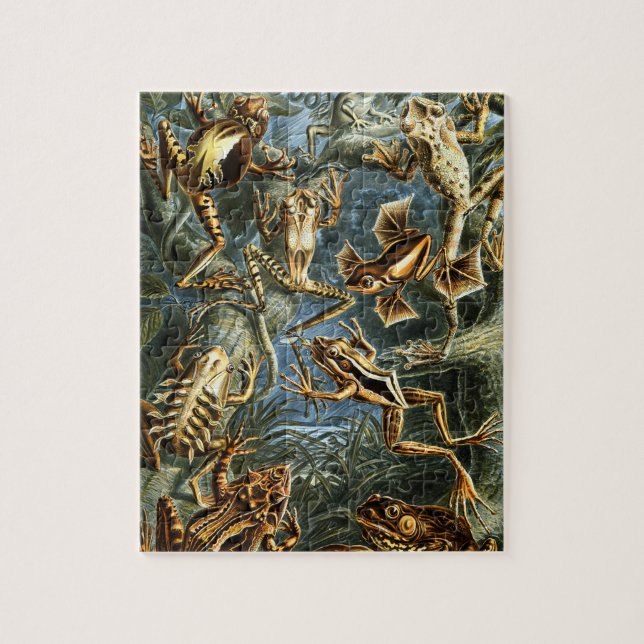 Puzzle Ranas de Batrachia por Ernst Haeckel (Vertical)