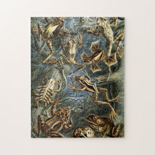 Puzzle Ranas y sapos de Haeckel del vintage