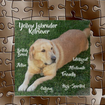 Rasgos del Labrador Retriever Amarillo Juego