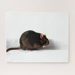 Puzzle Rat 16x20 520pc jpcna