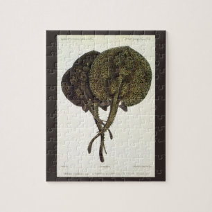 Puzzle Rayas águila, Animales de la Vida Marina Antiguos