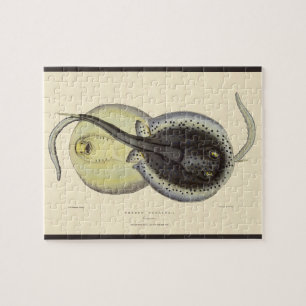 Puzzle Rayas látigo manchadas, Animales marinos vintage d