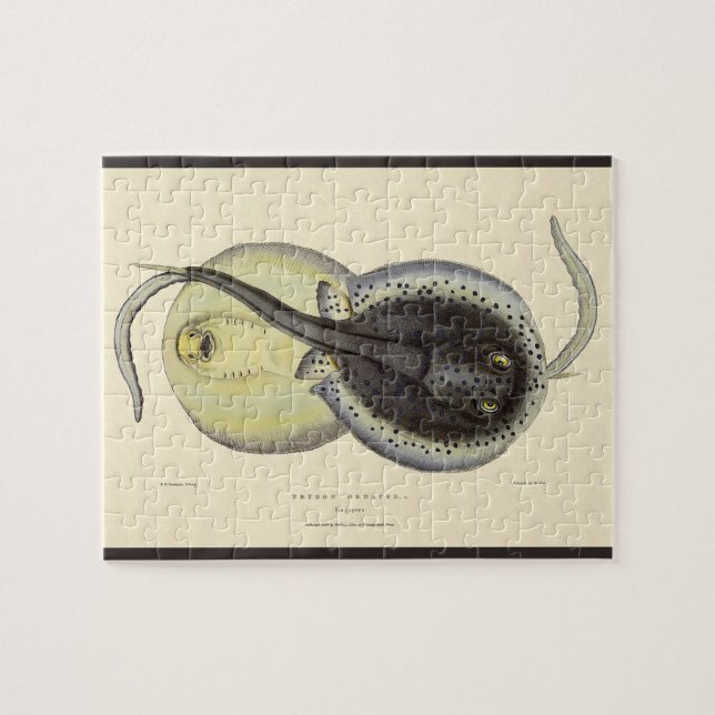 Puzzle Rayas látigo manchadas, Animales marinos vintage d (Horizontal)