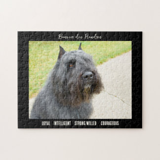 Puzzle Raza de perro fotográfico Bouvier des Flandres