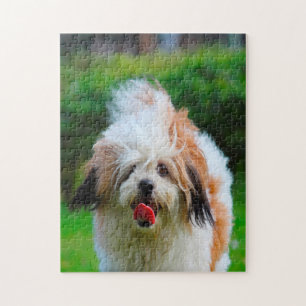 Puzzle Raza de perro Lhasa Apso.