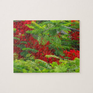 Puzzle Real Poinciana