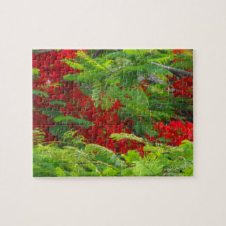 Puzzle Real Poinciana