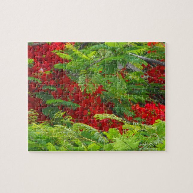 Puzzle Real Poinciana (Horizontal)