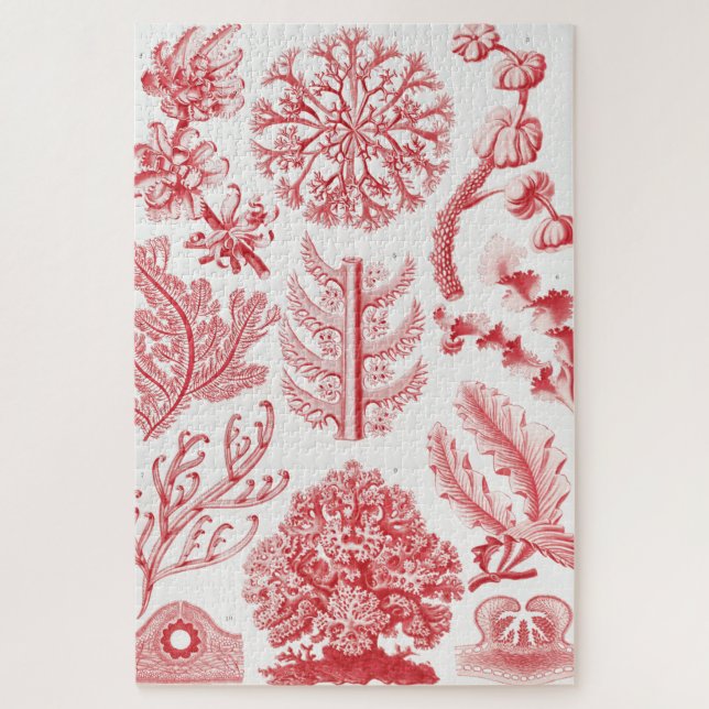 Puzzle Red Alga Sea, Florideae Rotalgen by Ernst Haeckel (Vertical)
