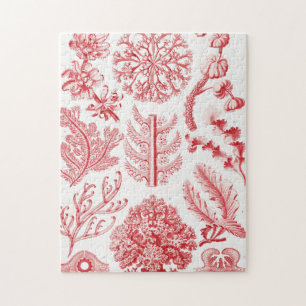 Puzzle Red Alga Sea, Florideae Rotalgen by Ernst Haeckel