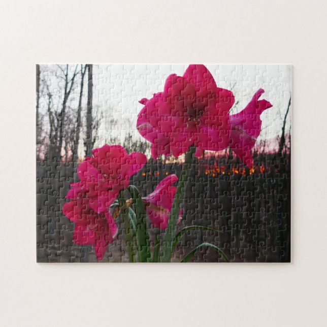 Puzzle Red Amaryllis y el amanecer invernal (Horizontal)