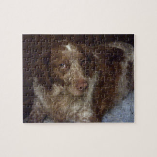 Puzzle Red Brittany spangel perro épagneul breton roux