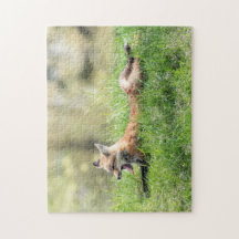 Red Fox Kit