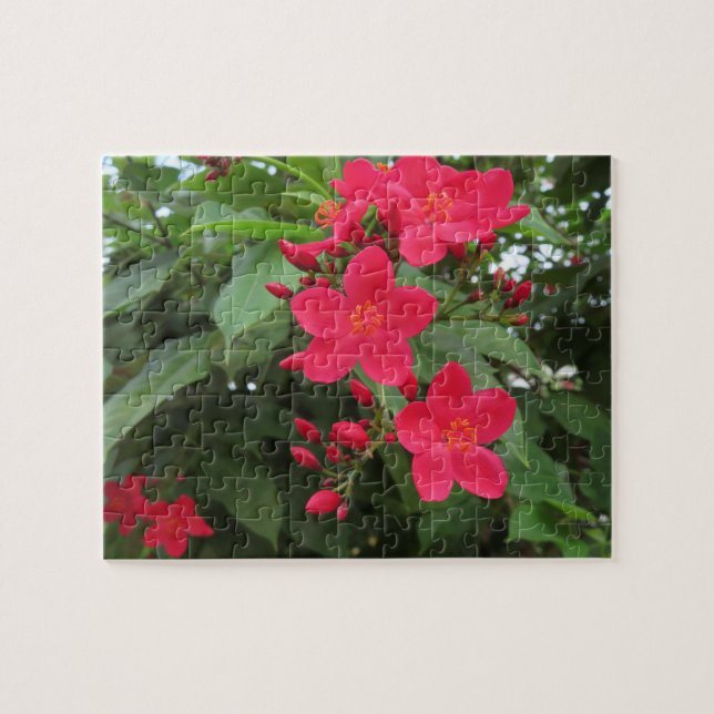 Puzzle Red Jatropha Flowers (Horizontal)