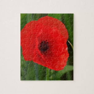 Puzzle Red poppy
