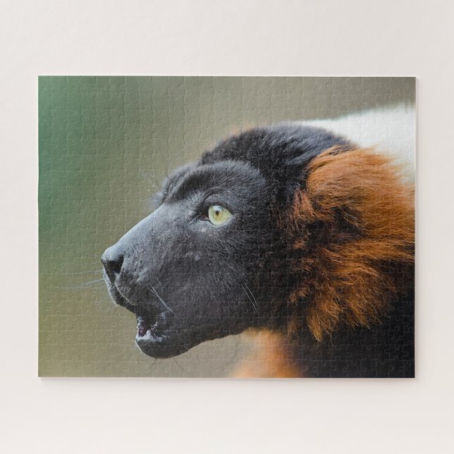 Puzzle Red Ruffed Lemur. (Horizontal)