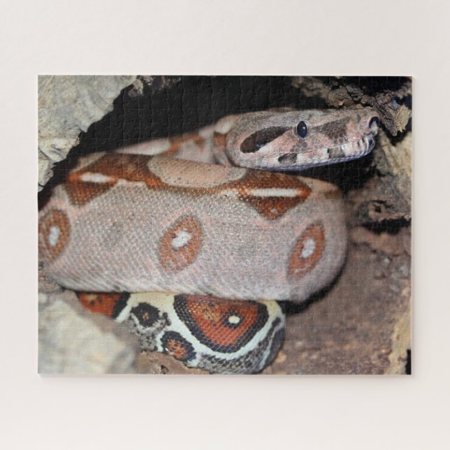 Puzzle Red Tail Boa Constrictor (Horizontal)