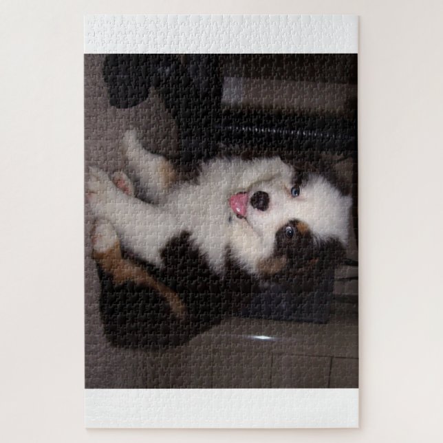 Puzzle red tri Puppy mini aussie (Vertical)